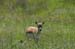 blackbuck_2