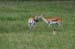 blackbuck_4