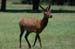 european_red_deer_1