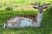 fallow_deer_1