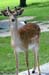 fallow_deer_2