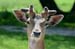 fallow_deer_4