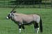 gemsbok_1