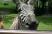 grant's_zebra_3