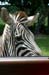 grant's_zebra_5