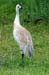 greater_sandhill_crane_2