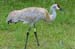 greater_sandhill_crane_4