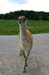 guanaco_3