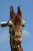 reticulated_giraffe_1