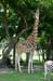 reticulated_giraffe_5