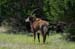 sable_antelope_4