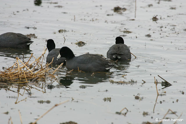 american_coot_3