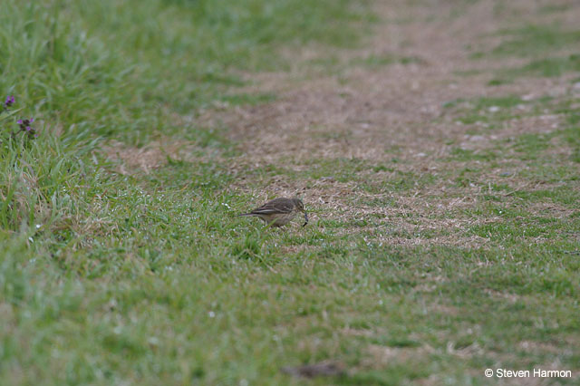 american_pipit