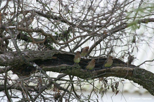 cedar_waxwings_3