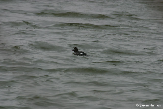 common_goldeneye_1