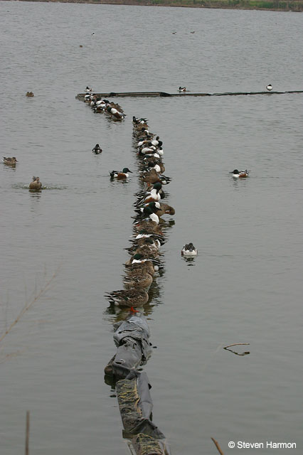 duck_line