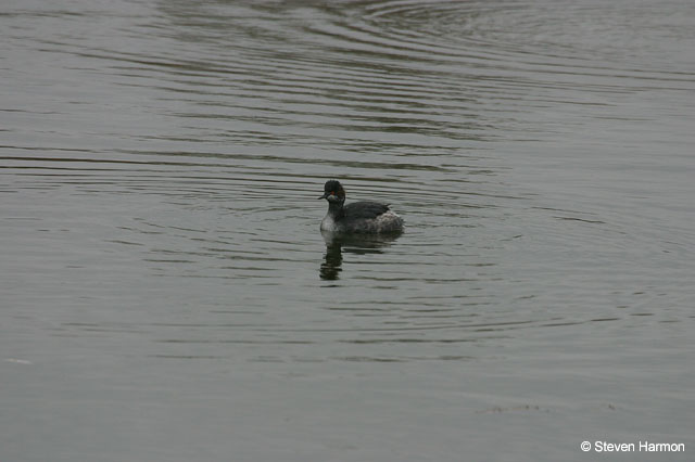 eared_grebe_1