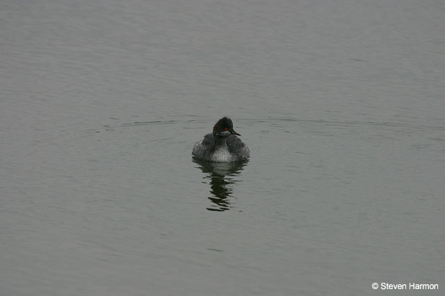 eared_grebe_2