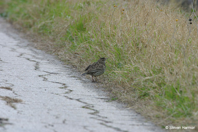 eastern_medowlark