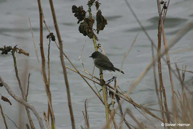 eastern_phoebe_1