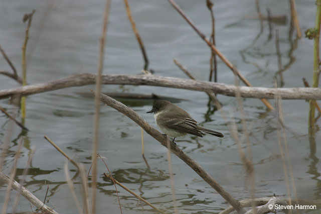 eastern_phoebe_5