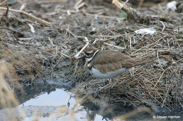 killdeer