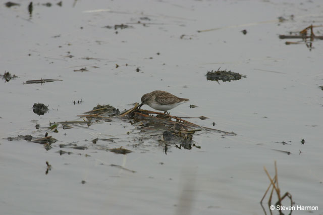 least_sandpiper_2