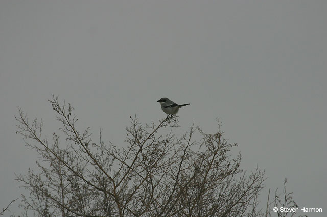 loggerhead_shrike_1