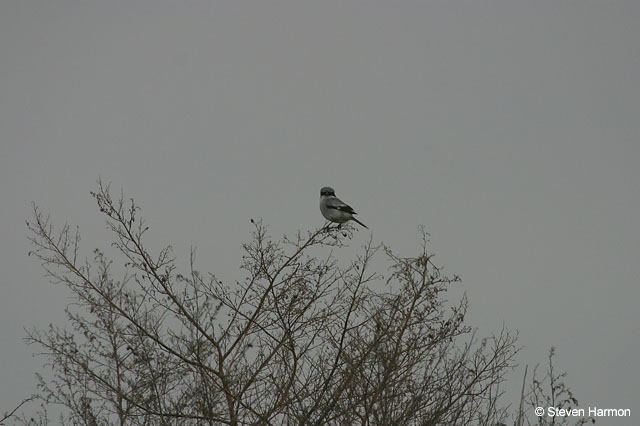 loggerhead_shrike_2