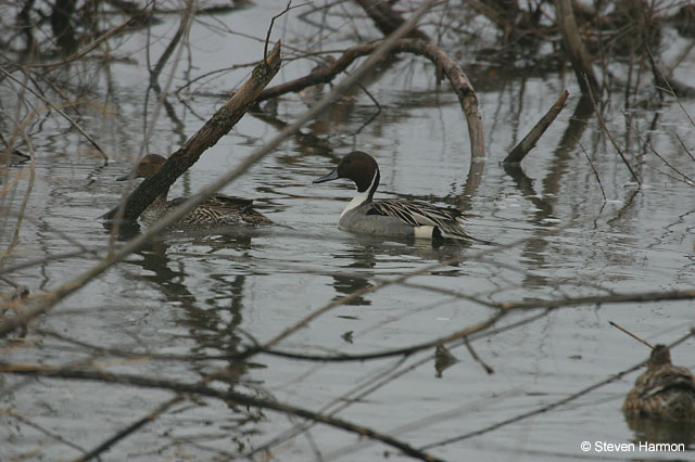 northern_pintail_1