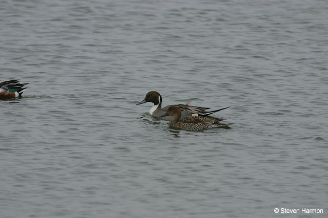 northern_pintail_2