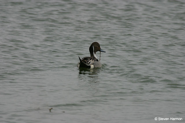 northern_pintail_3