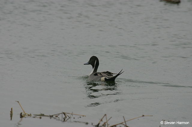 northern_pintail_4