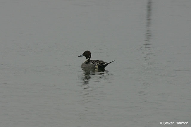 northern_pintail_5