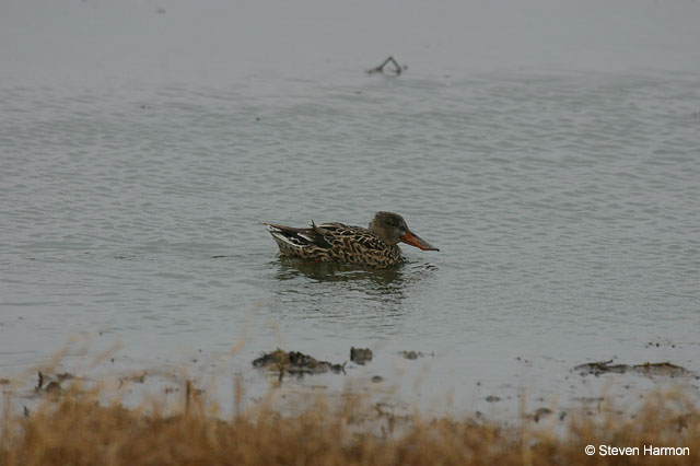 northern_shoveler_1