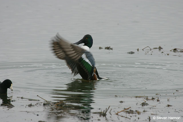 northern_shoveler_2