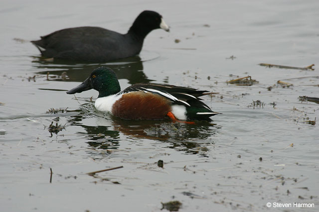 northern_shoveler_3