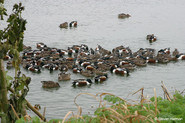 northern_shoveler_4