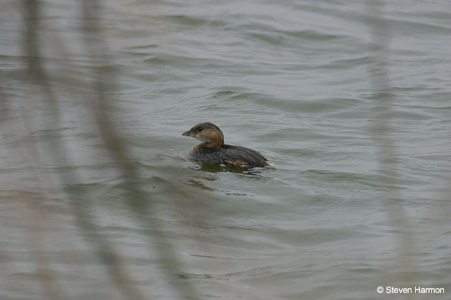 pied_billed_grebe_3