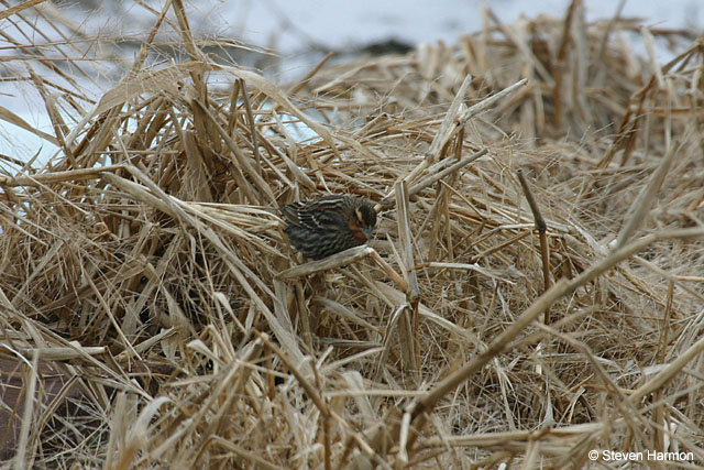 redwing_blackbird_female_2