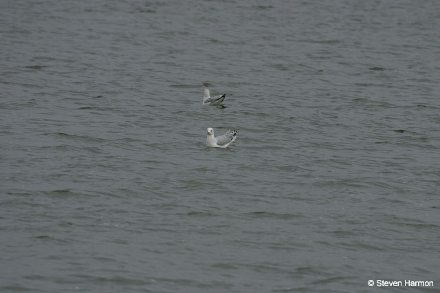 ring_bill_gulls