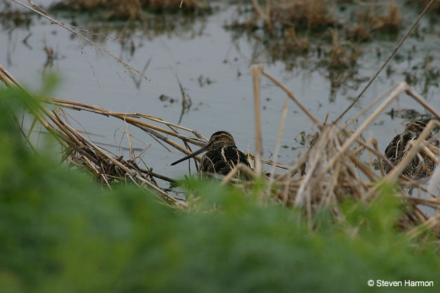 snipe_3