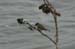 eastern_phoebe_2