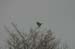 loggerhead_shrike_1