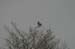 loggerhead_shrike_2