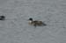 northern_pintail_2