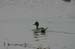 northern_pintail_4