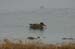 northern_shoveler_1