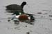 northern_shoveler_3