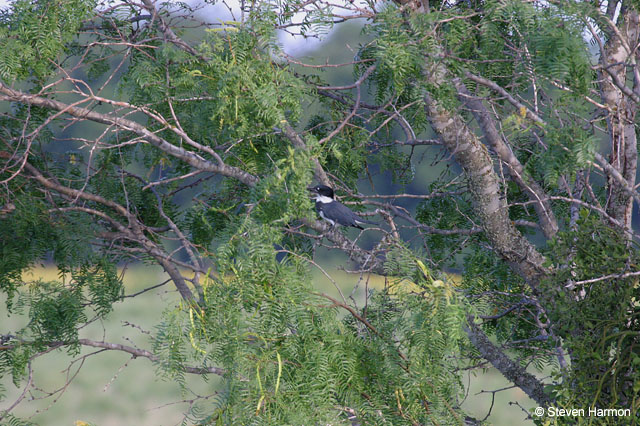 belted_kingfisher_1